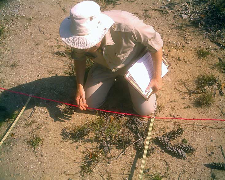 Dave Stinson Grasses Research